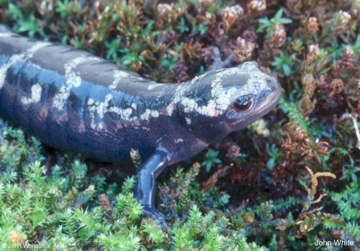 ambystoma opacum