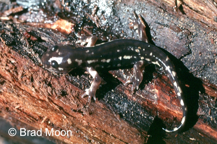 ambystoma rosaceum