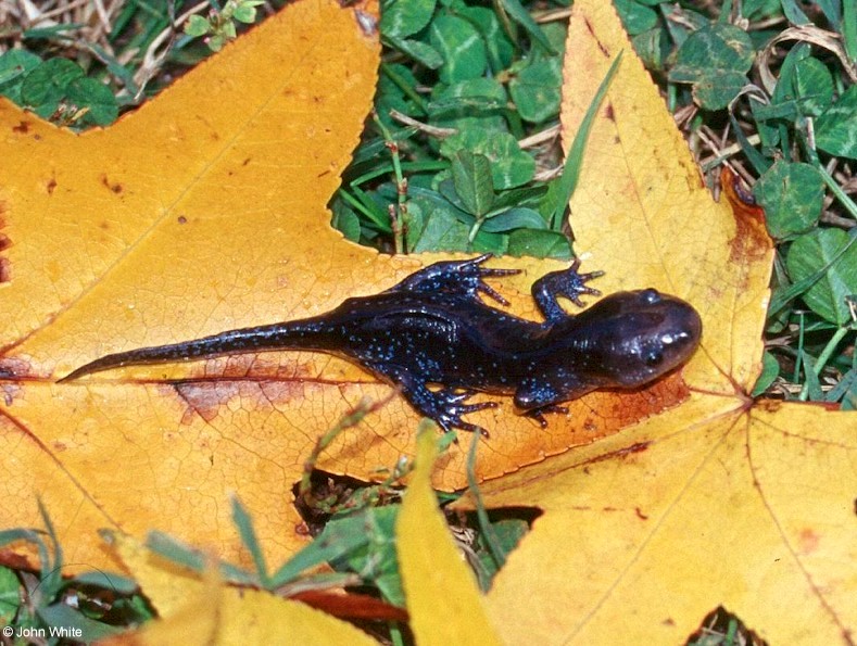 ambystoma talpoideum