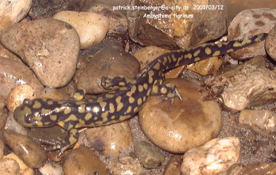 ambystoma tigrinum