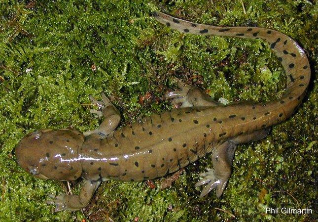 ambystoma tigrinum diaboli1