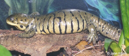 ambystoma tigrinum tigrinum1