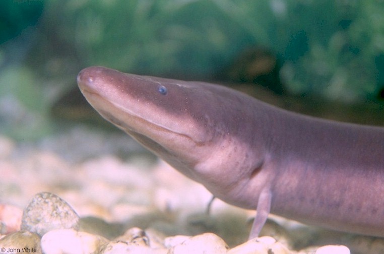 amphiuma means1