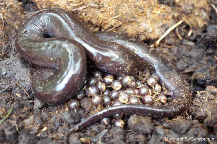 amphiuma means2