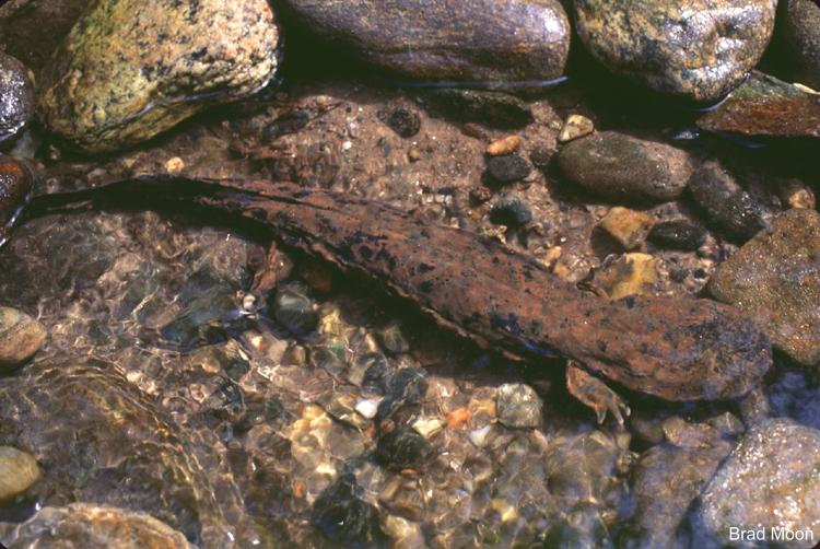 cryptobranchus alleganiensis