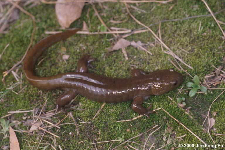 hynobius amjiensis