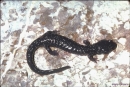 aneides flavipunctatus