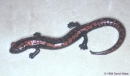 bolitoglossa mexicana