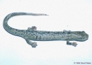 bolitoglossa schizodactyla