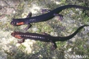 desmognathus imitator