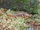 desmognathus ochrophaeus