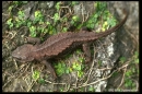 echinotriton andersoni