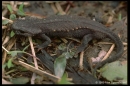 echinotriton chinhaiensis