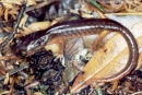 ensatina eschscholtzii