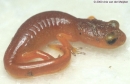 ensatina eschscholtzii xanthoptica