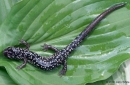 plethodon cylindraceus