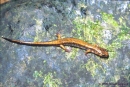 plethodon dunni