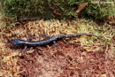 plethodon glutinosus