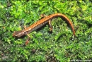 plethodon larselli