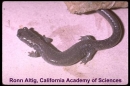 plethodon stormi