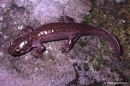 dicamptodon aterrimus