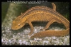 paramesotriton caudopunctatus2