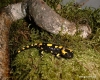 salamandra salamandra terrestis  cmk