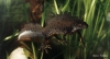 triturus cristatus