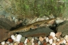 triturus helveticus helveticus