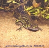 triturus marmoratus marmoratus1