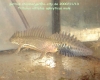 triturus vittatus ophryticus2