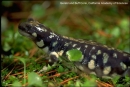 ambystoma californiense