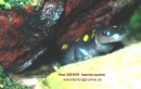 ambystoma maculatum