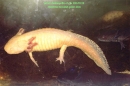 ambystoma mexicanum3