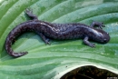 ambystoma texanum