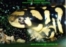 ambystoma tigrinum mavortium