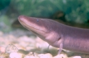 amphiuma means1