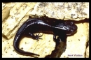 hynobius boulengeri