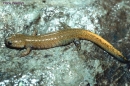 hynobius tsuensis