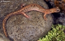 onychodactylus fischeri