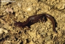 salamandrella keyserlinglii